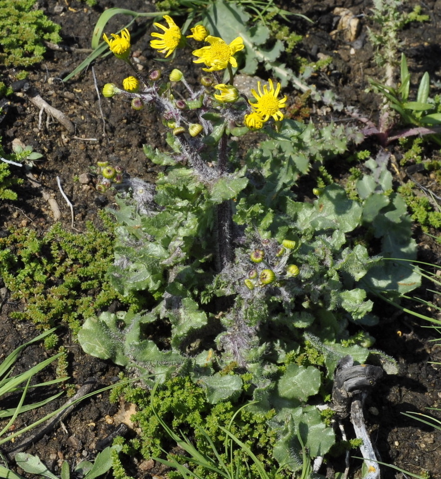 Изображение особи Senecio vernalis.