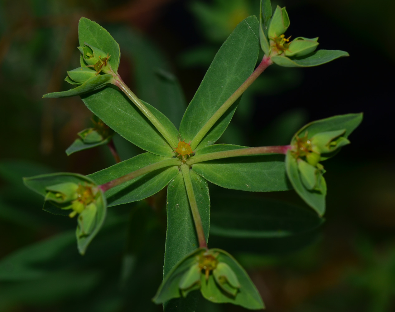 Image of Euphorbia terracina specimen.