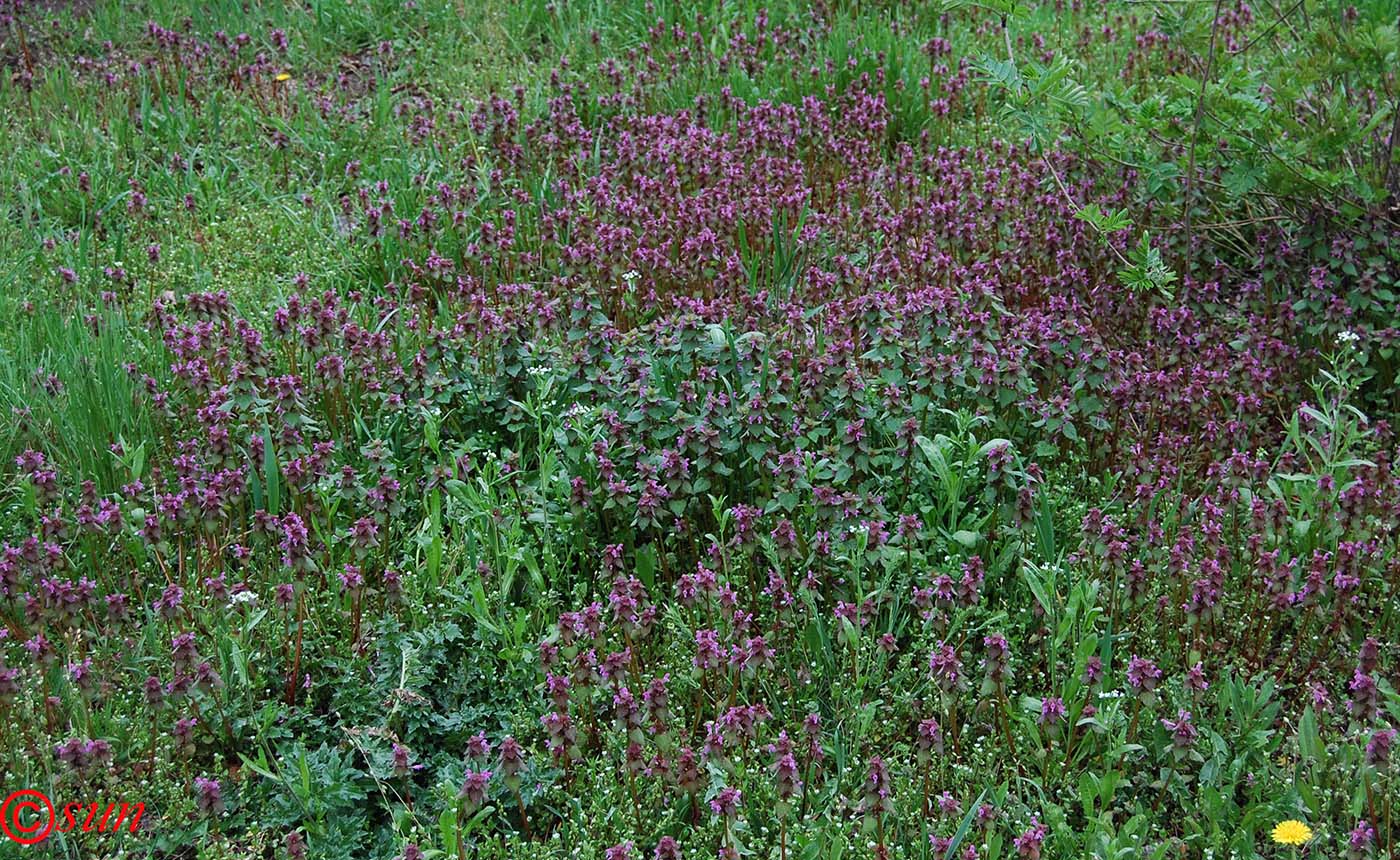 Изображение особи Lamium purpureum.