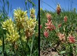 Astragalus calycinus