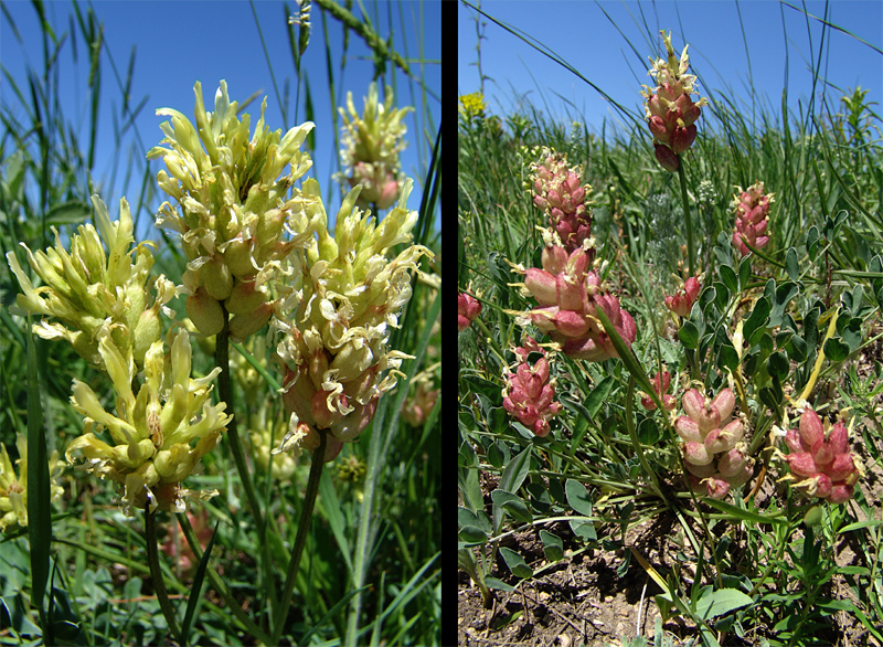 Изображение особи Astragalus calycinus.