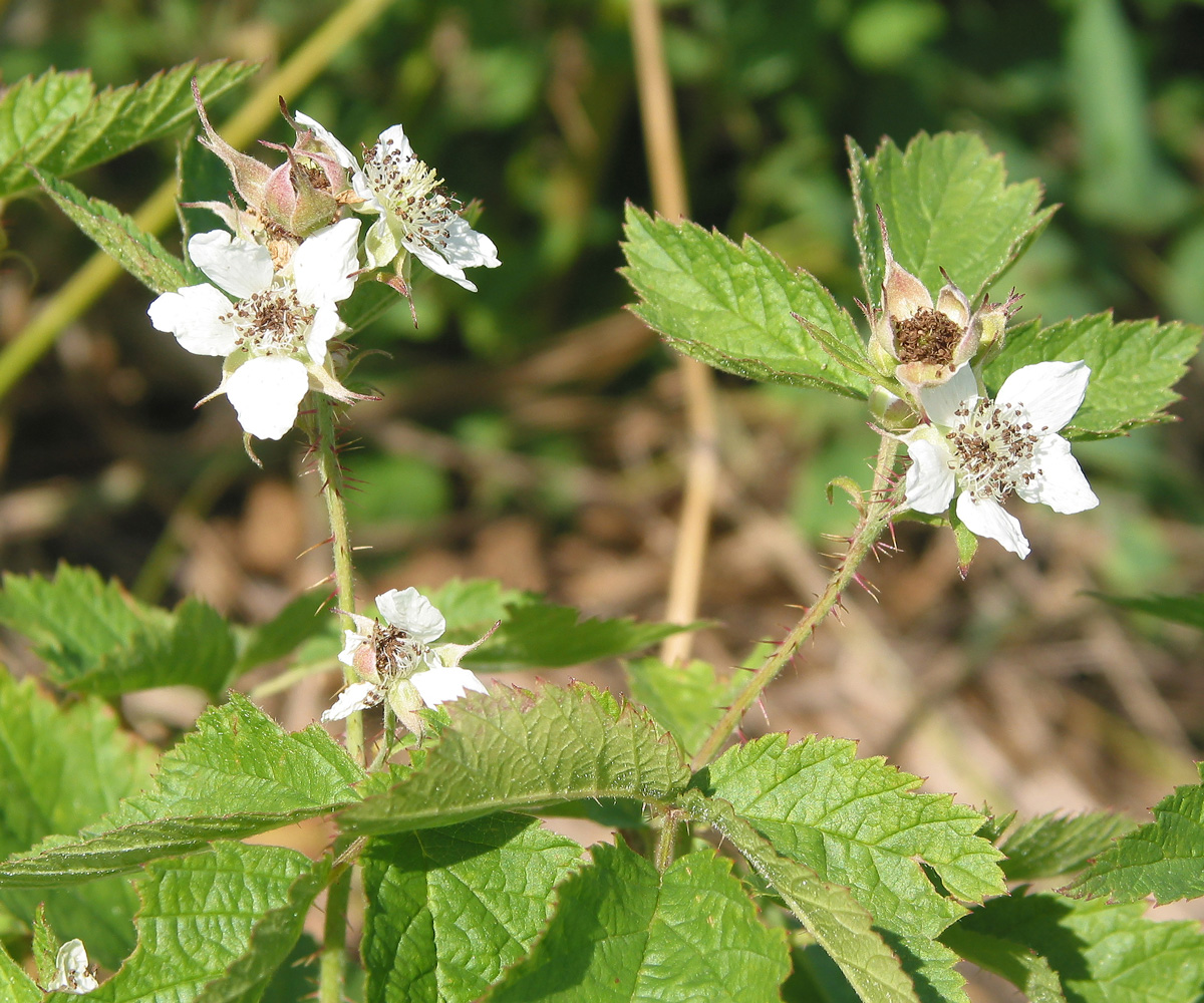 Изображение особи Rubus caesius.