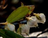 Chamaedaphne calyculata