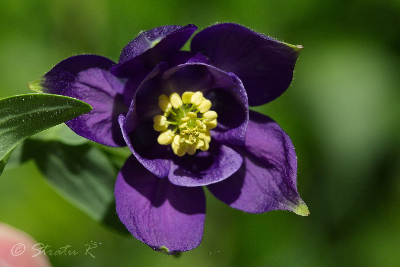 Изображение особи Aquilegia vulgaris.