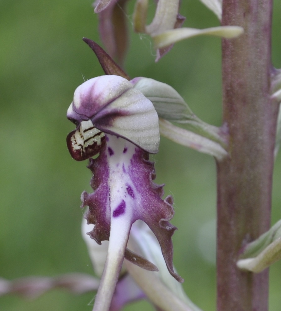 Изображение особи Himantoglossum calcaratum ssp. rumelicum.