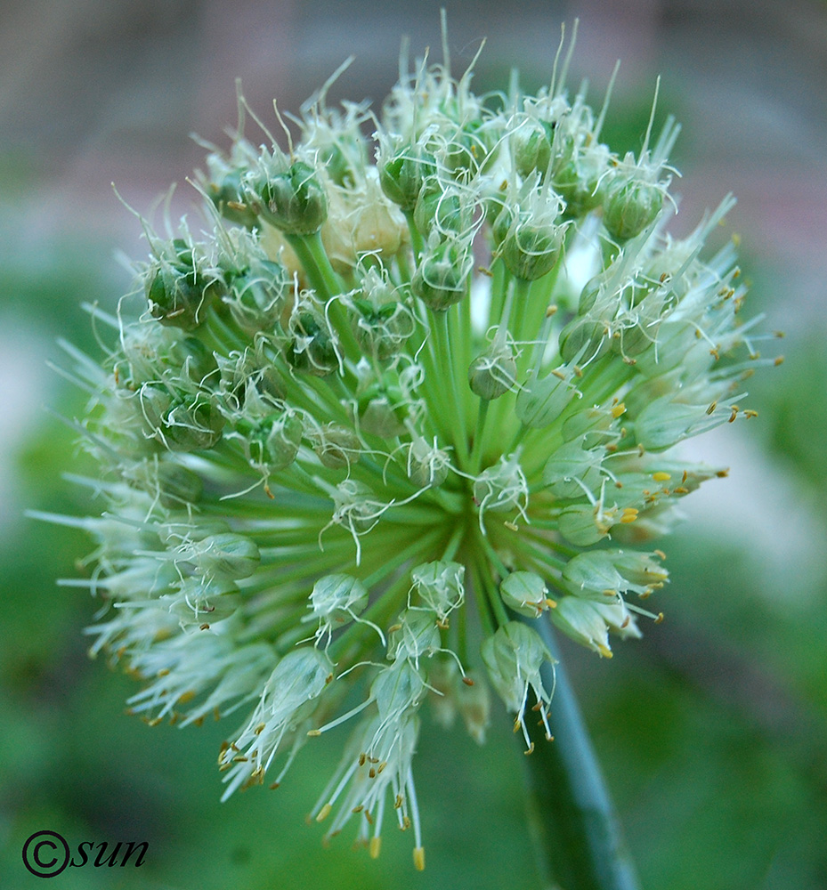 Image of Allium cepa specimen.