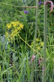 Ferula kirialovii