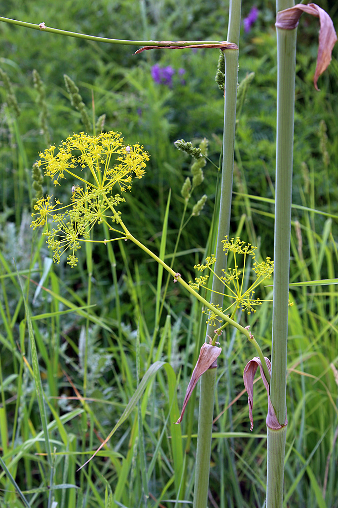 Изображение особи Ferula kirialovii.