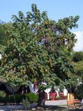 Paulownia tomentosa