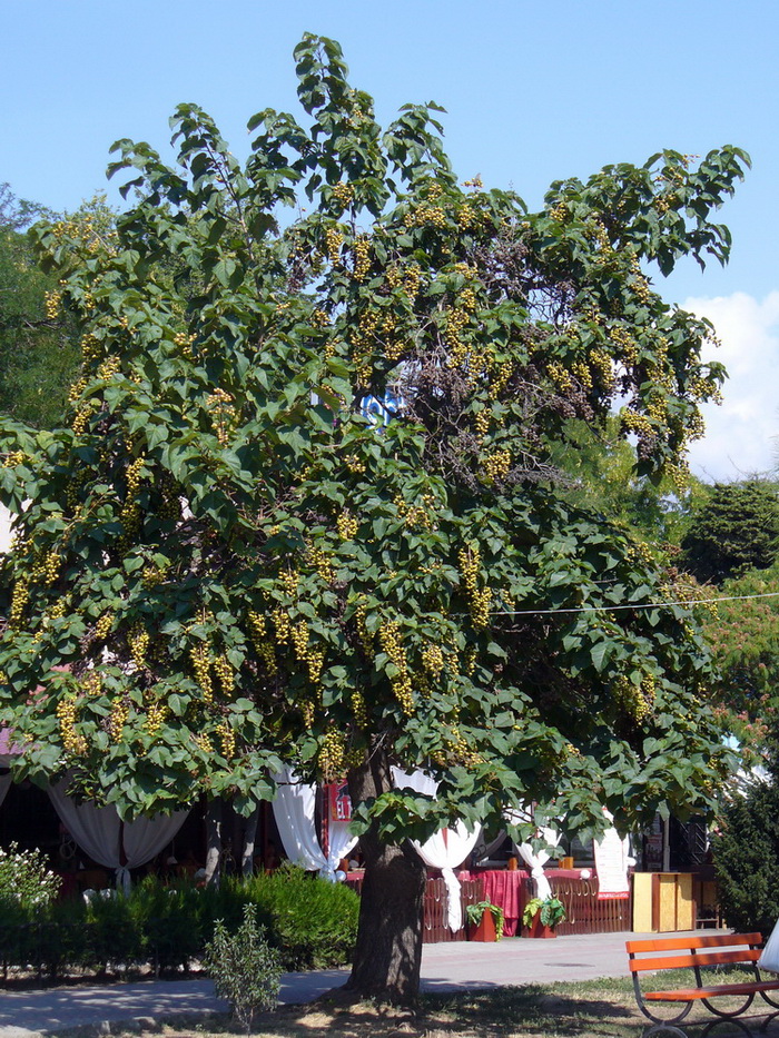 Image of Paulownia tomentosa specimen.