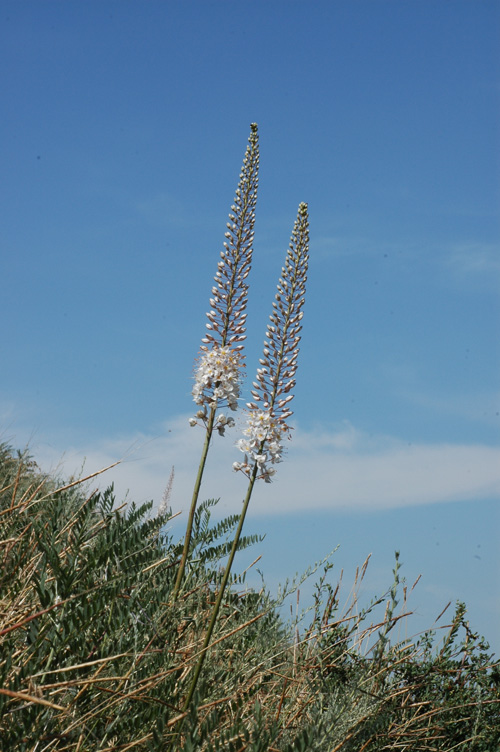 Image of Eremurus tianschanicus specimen.