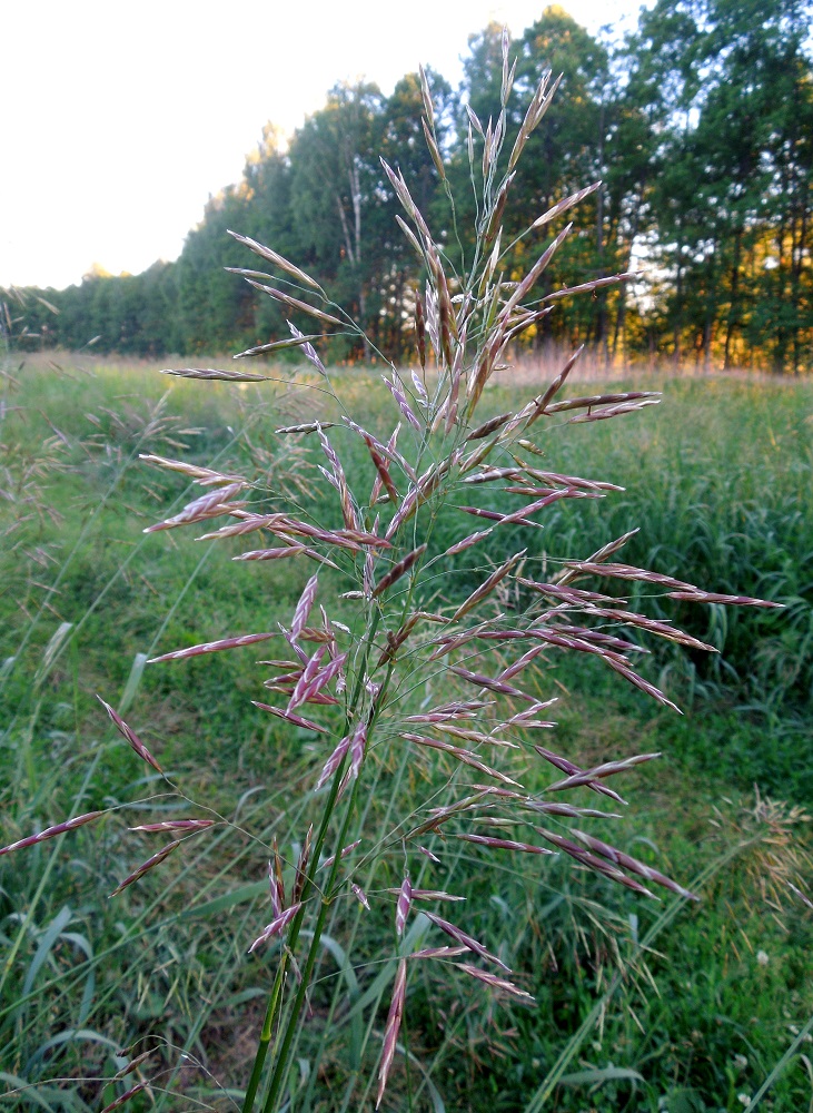 Изображение особи Bromopsis inermis.