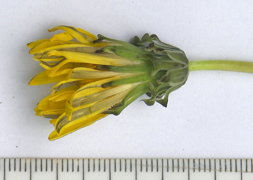 Image of Taraxacum stenocephalum specimen.