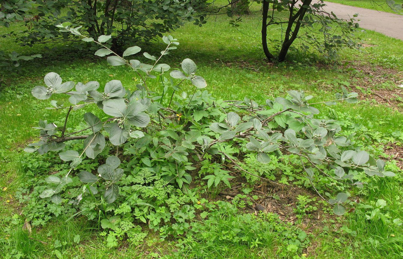 Image of Sorbus migarica specimen.