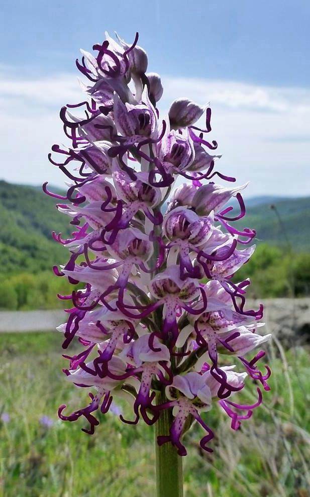 Изображение особи Orchis simia.