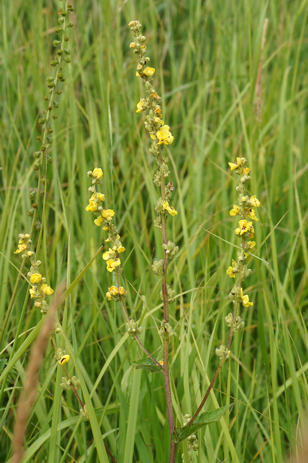 Изображение особи Verbascum marschallianum.