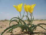Tulipa behmiana. Цветущие растения. Казахстан, Южное Прибалхашье, южная кромка пустыни Таукум в окр. с Каншенгель. 27 апреля 2011 г.