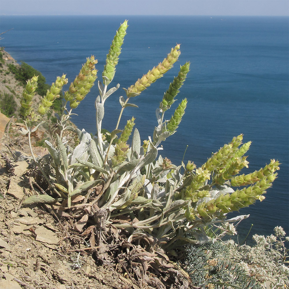 Image of Sideritis euxina specimen.