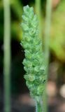Heuchera cylindrica. Зацветающее соцветие. Германия, г. Дюссельдорф, Ботанический сад университета. 03.06.2014.