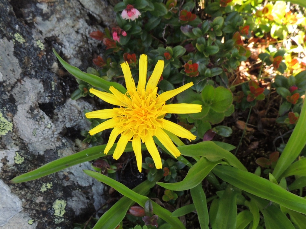 Image of Scorzonera radiata specimen.