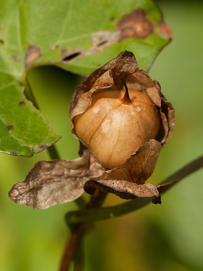 Image of Calystegia sepium specimen.