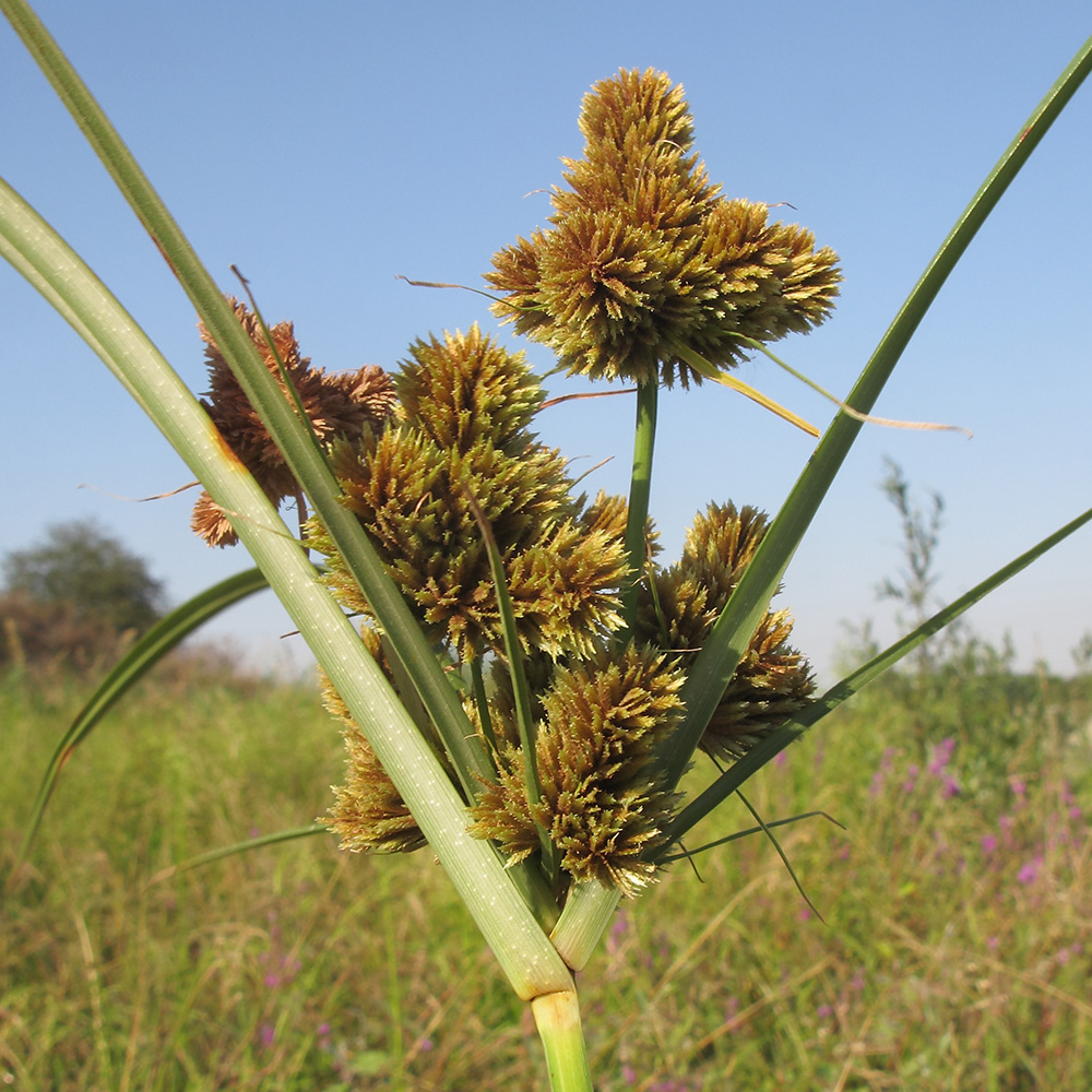 Изображение особи Cyperus glomeratus.