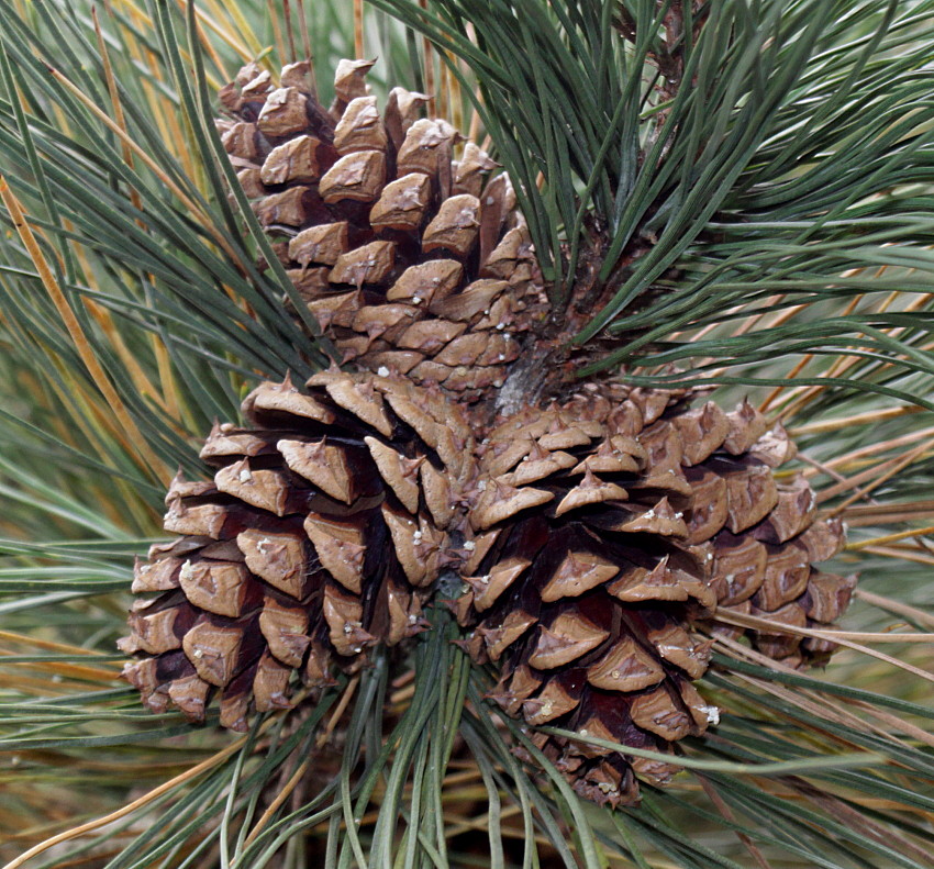 Image of Pinus ponderosa specimen.