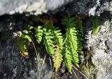 Polypodium vulgare. Вайи. Республика Коми, Печоро-Илычский заповедник, хребет Мань-Пупунёр. 19.08.2014.