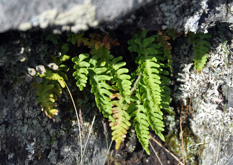 Изображение особи Polypodium vulgare.