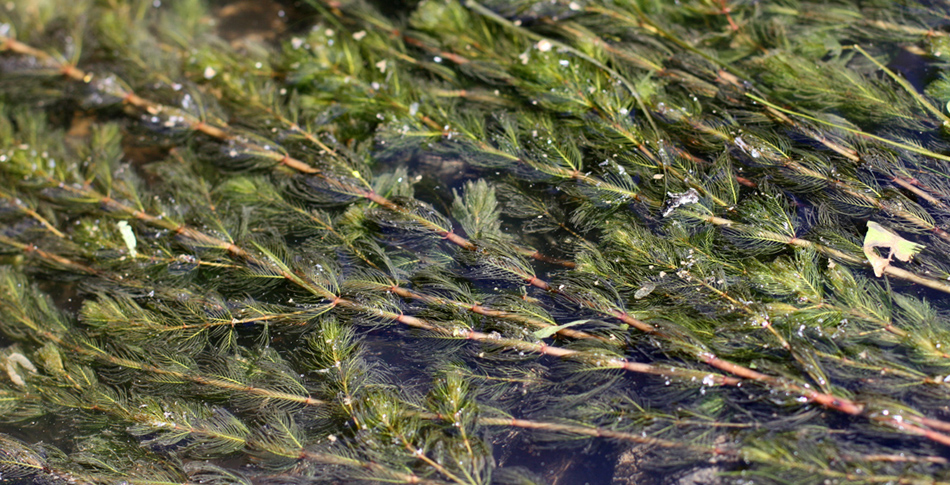 Image of Myriophyllum spicatum specimen.