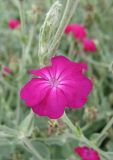 Lychnis coronaria. Цветок. Крым, Симферополь, ботсад университета, 2 июля 2009 г.