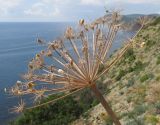 Heracleum stevenii