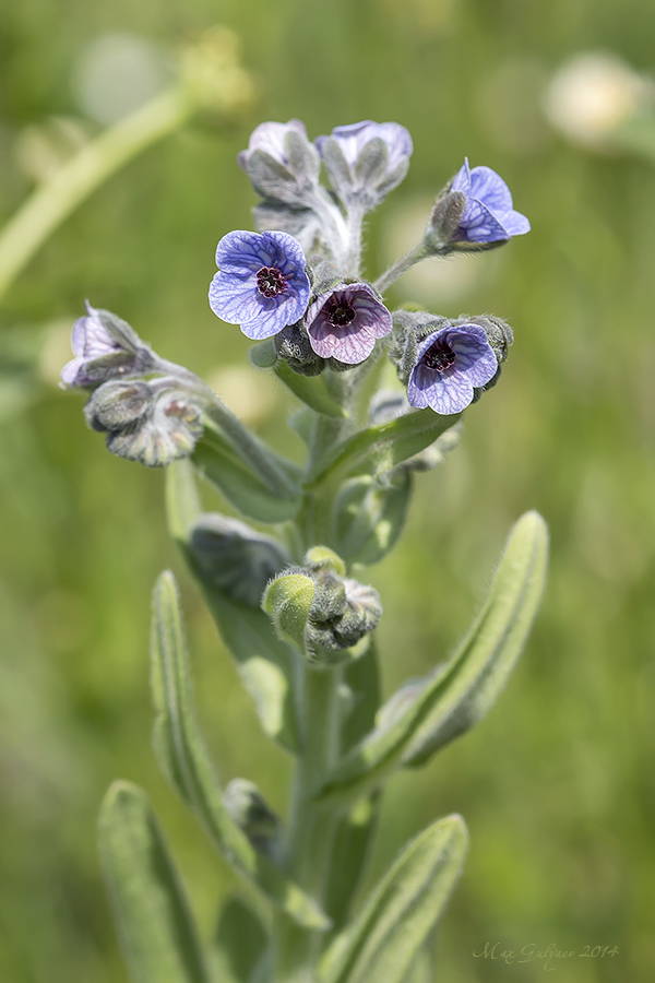 Изображение особи Cynoglossum creticum.