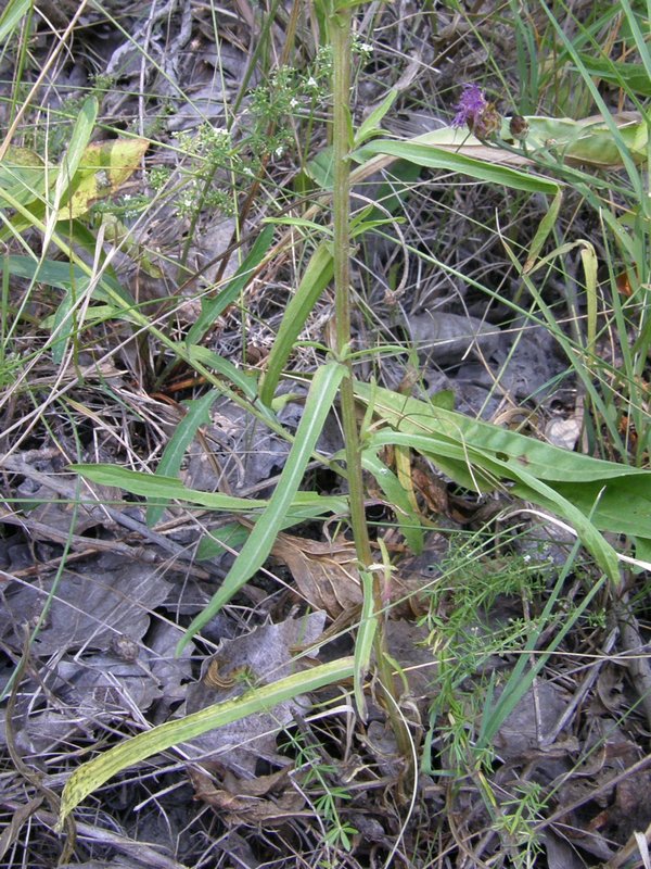 Image of Centaurea jacea ssp. substituta specimen.