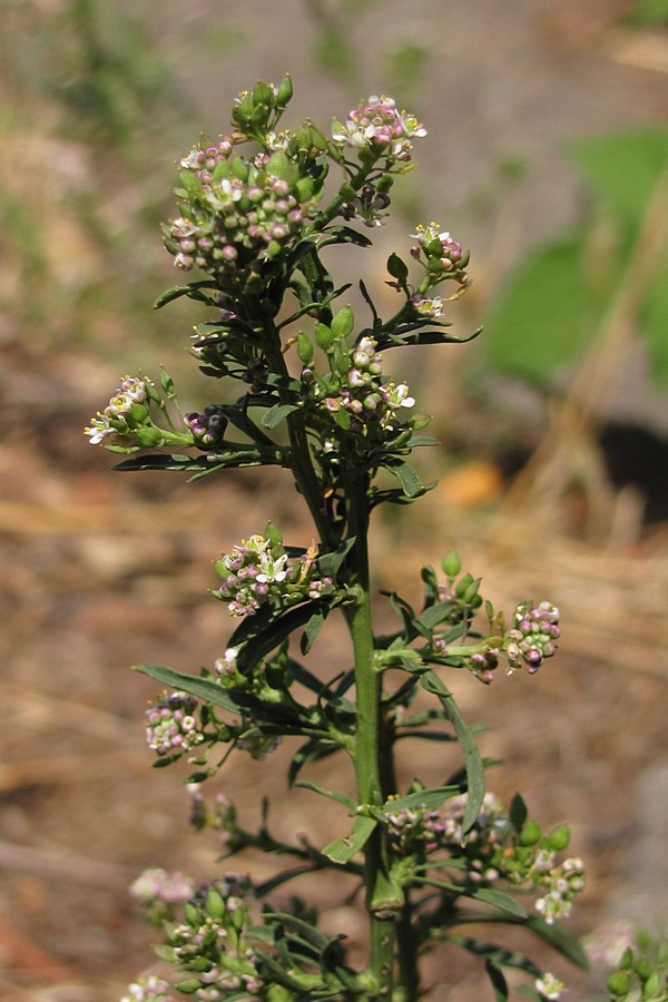 Изображение особи Lepidium graminifolium.