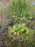 Ranunculus propinquus