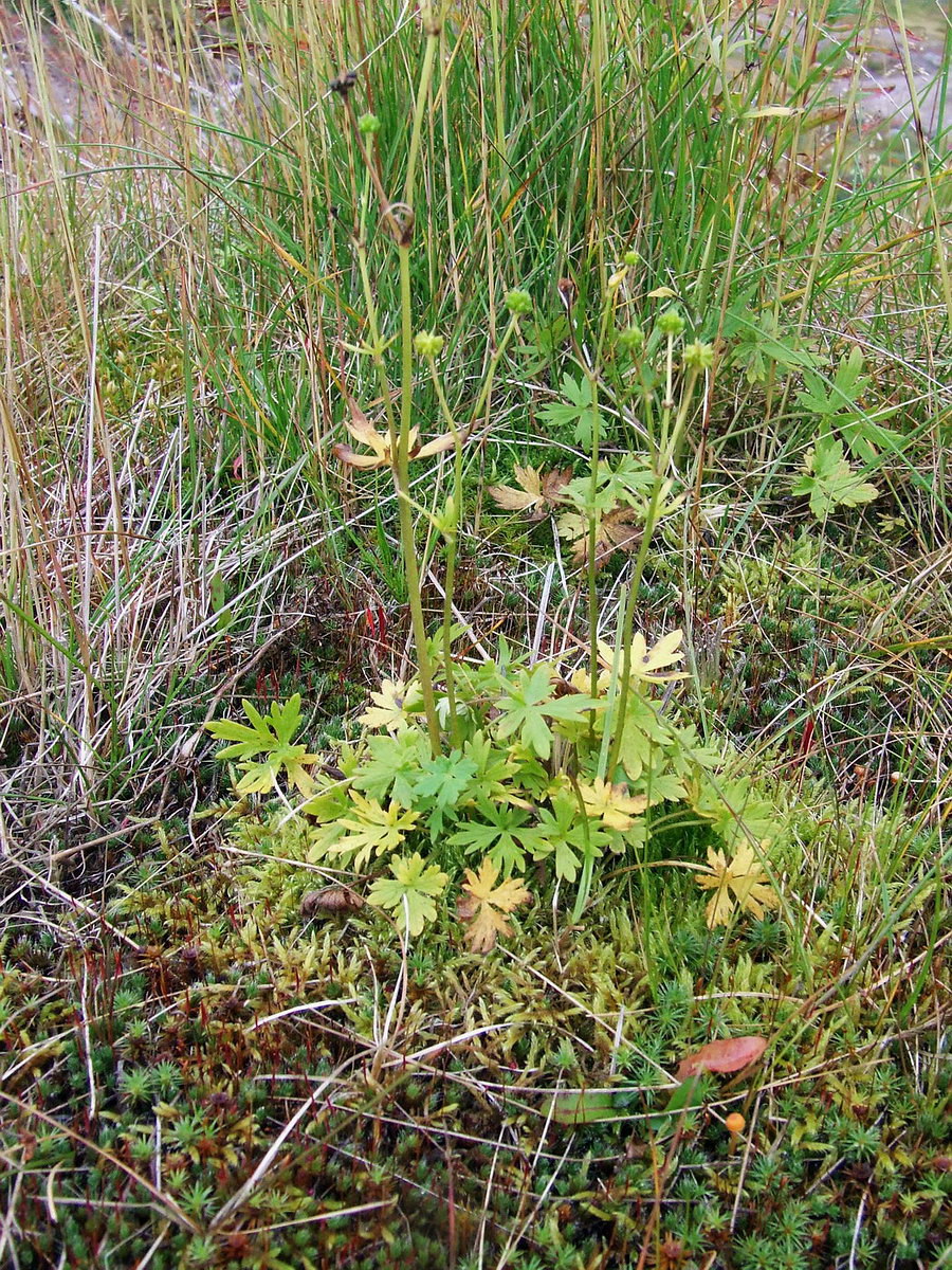 Изображение особи Ranunculus propinquus.