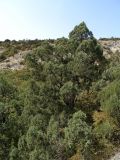 Juniperus excelsa