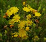 Pilosella kebeshensis. Соцветие. Красноярский край, Саяны, парк \"Ергаки\", р-н Ойского озера, задернованная гравийная насыпь. 03.08.2009.