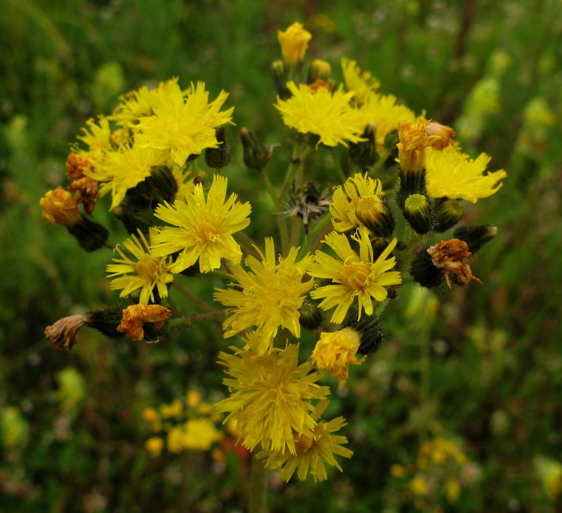 Image of Pilosella kebeshensis specimen.