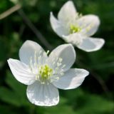 Anemone baicalensis подвид occidentali-sajanensis. Цветки. Красноярский край, Ермаковский р-н, парк \"Ергаки\", окр. Полки, поляна в горно-черневом лесу. 10.06.2009.