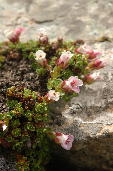 Image of Saxifraga asiatica specimen.