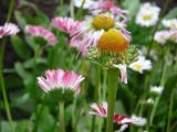 Bellis perennis. Соцветие. Удмуртия, Завьяловский р-н, дер. Дуброво, дачный участок. 16.08.2009.г.