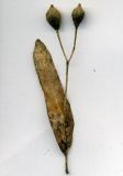 Tilia cordifolia