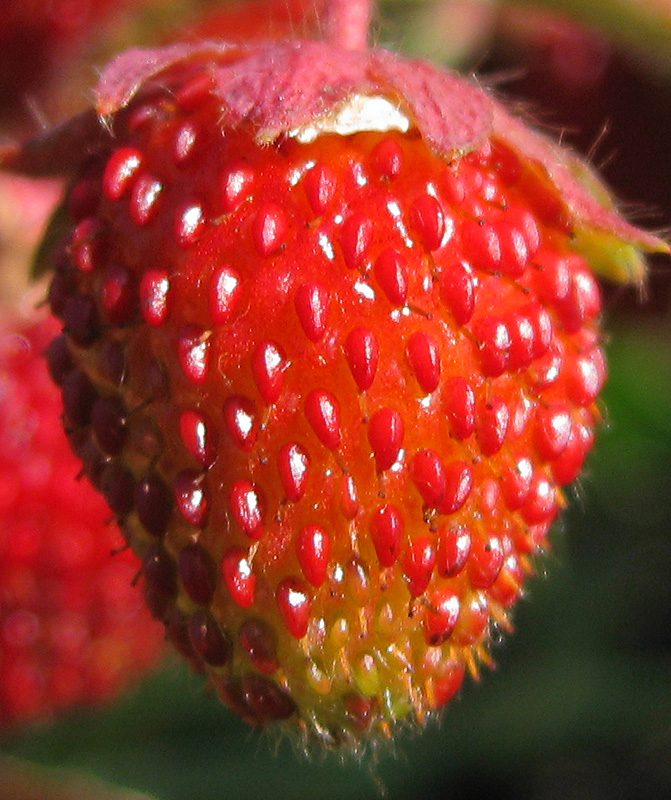 Изображение особи Fragaria moschata.