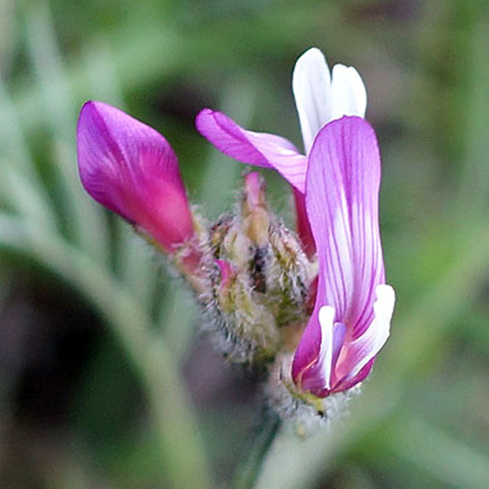 Image of Astragalus angustissimus specimen.