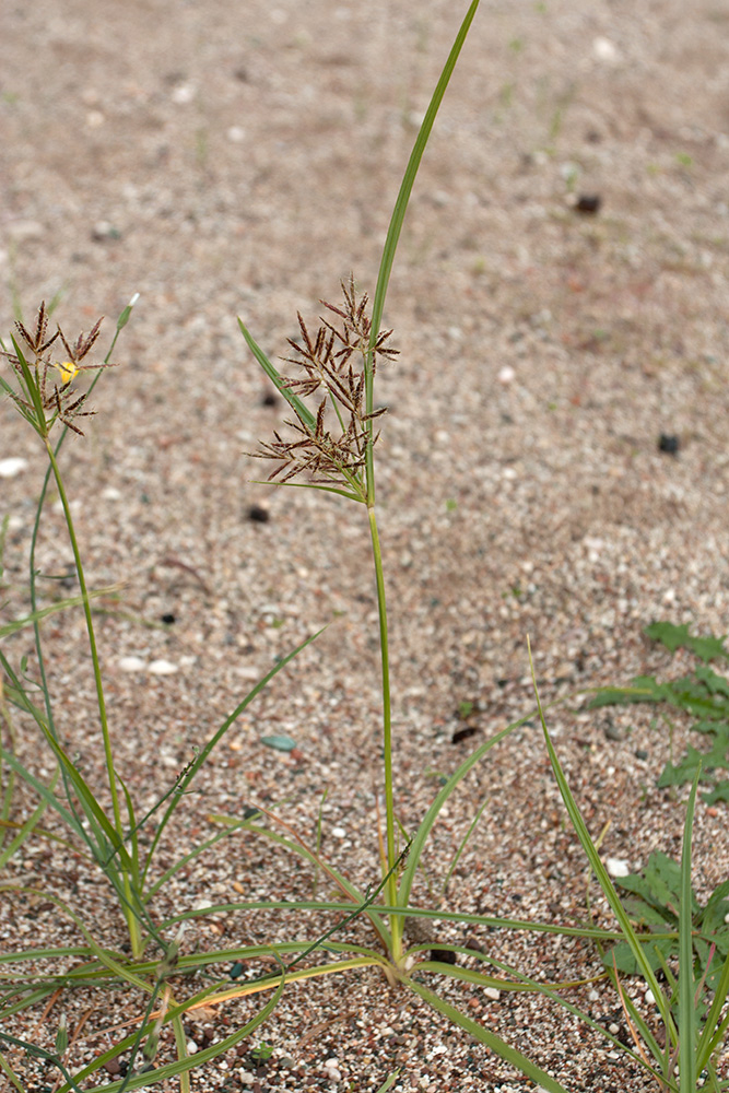 Image of Cyperus longus specimen.