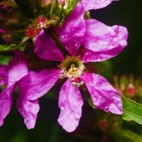 Lythrum salicaria. Цветок с каплями дождя. Московская обл., Раменский р-н, окр. дер. Хрипань, садовый участок. 25.06.2015.