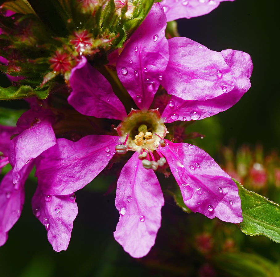 Image of Lythrum salicaria specimen.