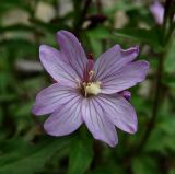 genus Epilobium